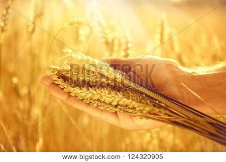 Wheat ears in man's hands. Harvest, harvesting concept, Young farmer in field touching his wheat ears. Crop protection. Cultivated agricultural wheat field. Sun light, backlit 