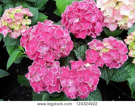 Pink Hydrangea Hortensia flower in bloom in spring