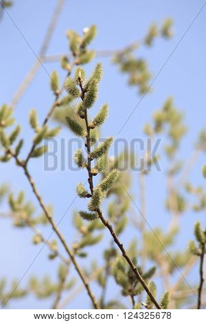 image of many ament on tree at day