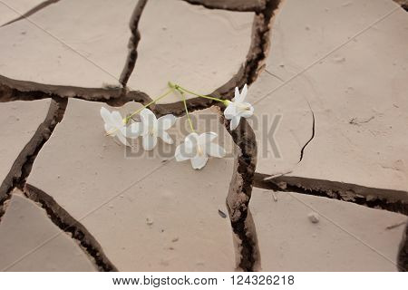 Fallen flower on dry crack ground empty, single