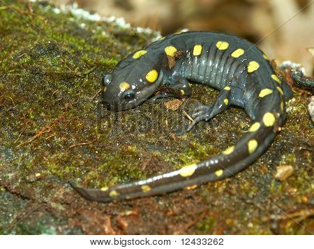 Ambystoma maculatum (Ambystoma maculatum)