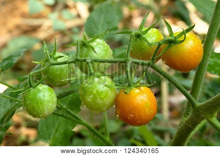 Sweet tomato in my organic  garden at Trang Thailanf