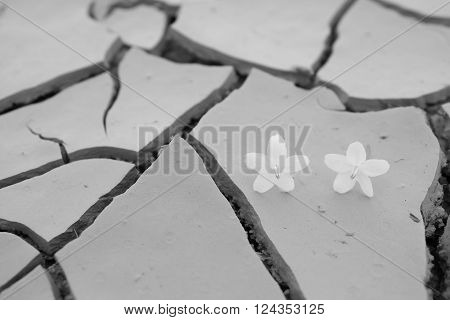 Fallen flower on dry crack ground concept, abstract
** Note: Shallow depth of field
