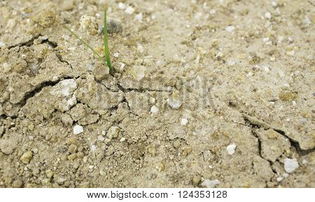 Plant's growing on crack dry soilnature, green
** Note: Shallow depth of field