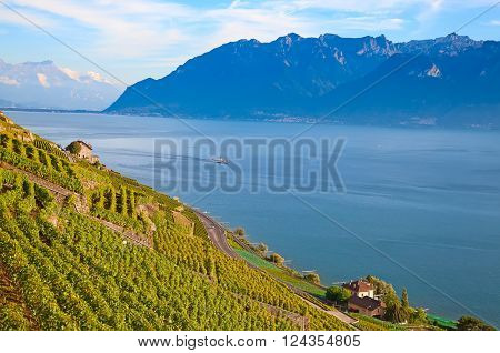 Vineyards of the Lavaux region over lake Leman (lake of Geneva)