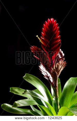 Bromelia