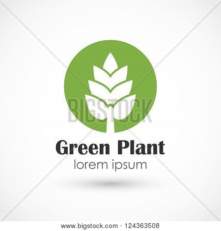 Vector illustration of a Green plant vector