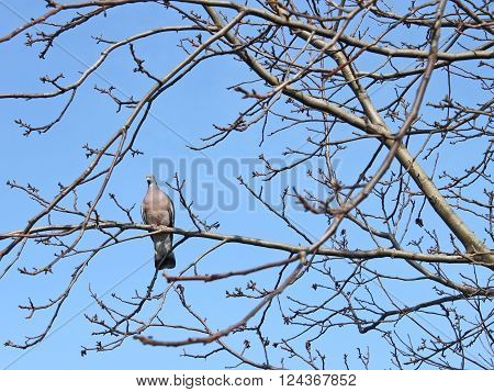 Bird turtledove sitting on the bare tree branches against the blue sky in early spring