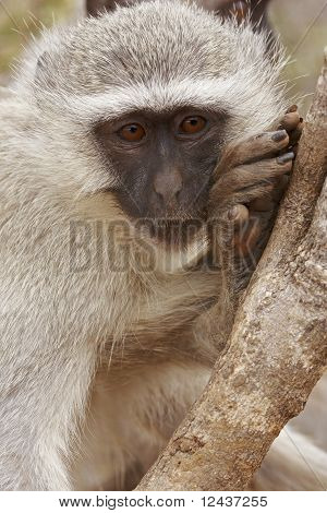 Mediterar Monkey