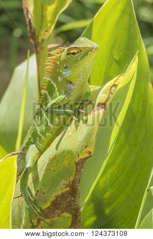 green garden lizard (Calotes Calotes) in a garden, Sri lanka
** Note: Soft Focus at 100%, best at smaller sizes