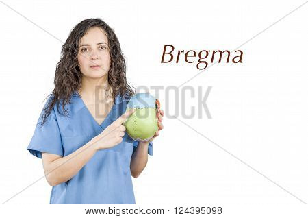 Physiotherapy/doctor Pointing To A Conjunction Of Suture In A Skull.