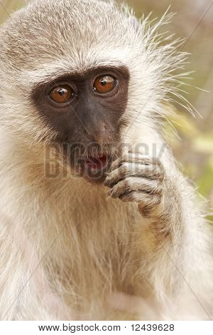 Fundersam Monkey