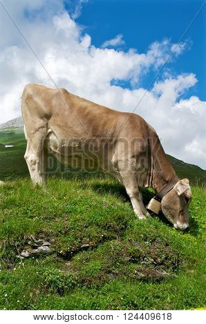 Cow grazing on a mountain in the Swiss alps