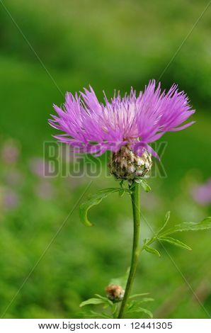 Perzische Korenbloem