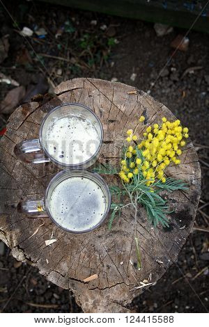 Mimosa and mugs on a tree stump on March 8