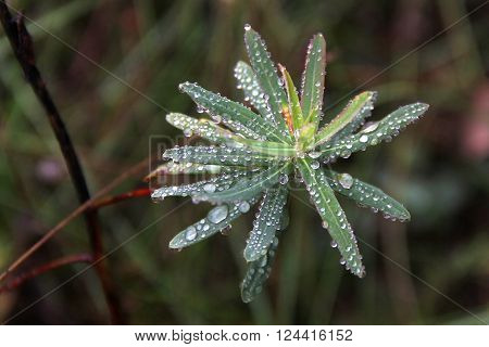 Drop dew on Green moss in the forest