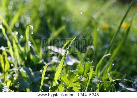 drops of dew on a green grass