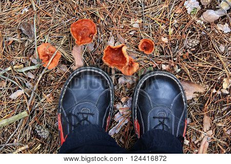 Young man picking mushrooms in autumn forest