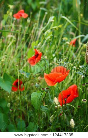 Red poppies blooming on field background outdoor