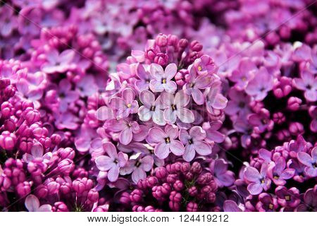 image of spring lilac violet flowers outdoor
** Note: Soft Focus at 100%, best at smaller sizes
