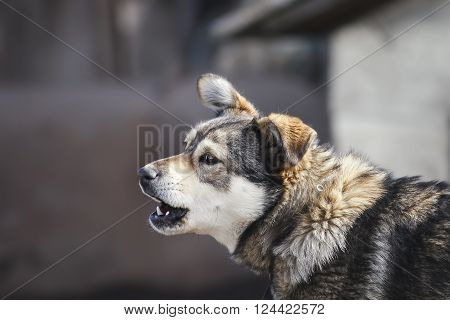 little brown dog barks loudly raising her head
