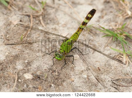 A beautiful female Eastern Pondhawk dragonfly resting on the rocks along a central Florida waterway.