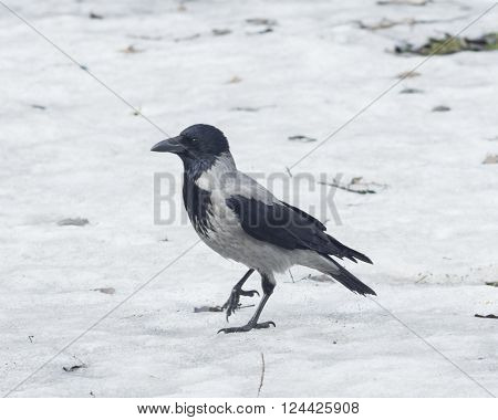 Hooded Crow Corvus cornix portrait on snow early spring closeup selective focus shallow DOF