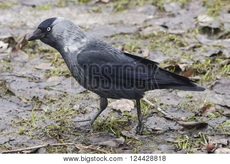 Jackdaw bird Corvus monedula on ground closeup portrait selective focus shallow DOF.