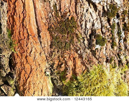 bark aske