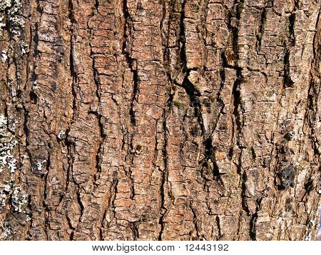 bark aske