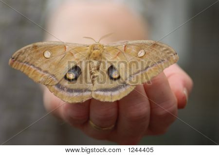 Polyfemos Moth