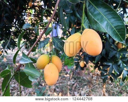 Bunch Of Mango Plum Or Gandaria Fruit On Tree