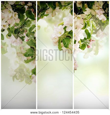 Fresh spring branches of apple tree with flowers, natural floral seasonal easter background. Suitable for greeting cards and invintation.