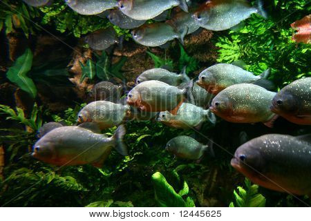 Piranha
