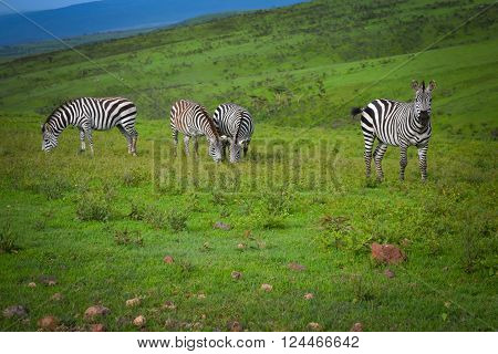 Nice striped zebras stands on green grass in savanna with blue sky adventure safari in Serengeti Tanzania Africa
** Note: Soft Focus at 100%, best at smaller sizes