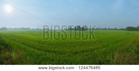 Panorama of the paddy rice field under the sun in Nakorn Chaisri, Thailand