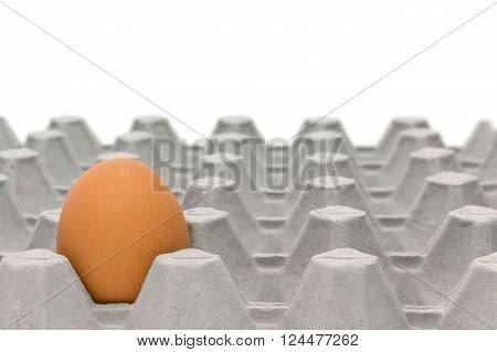 A Chicken Egg Trays with isolared on whrite background.