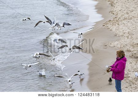Woman Loves To Feed The Seagulls At The Baltic Sea
