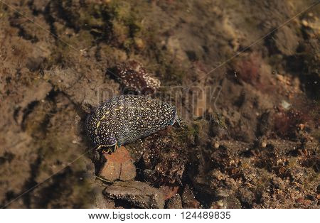 A blue and yellow striped California aglaja scientifically known as Navanax inermis forages for food in the Bolsa Chica wetlands in Huntington Beach, California.