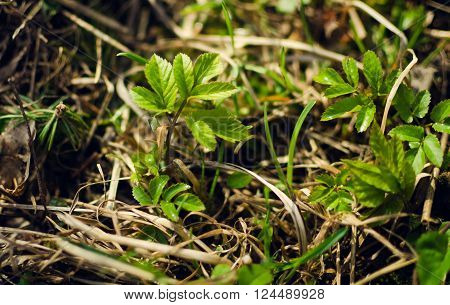 Young plant growing in the forest on spring. Green plants growth. Young plant sapling tree sprout in spring forest under sunlight closeup view. Selective focus.