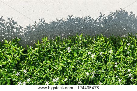 tree shadow on gravel texture as background