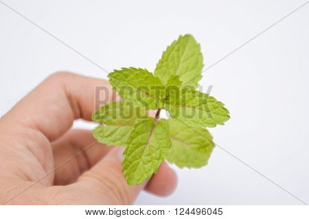 green mint leaves on man hand , Metha cordifolia Opiz.