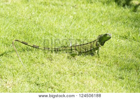 Green Iguana On Grass