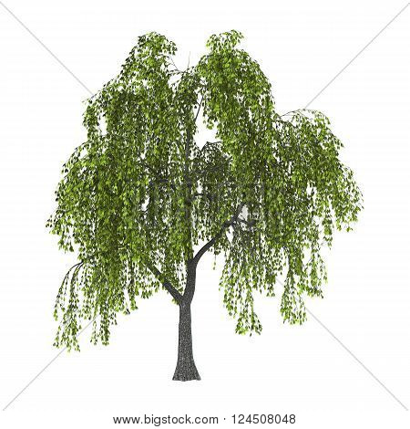 3D Illustration Green Willow On White