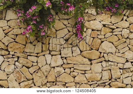 Stone wall with blooms purple Bauhinia. Blooms purple Bauhinia orchid tree. Bauhinia flowers. Beautiful background