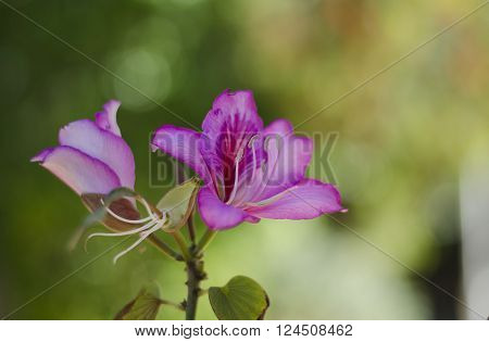 Blooms purple Bauhinia orchid tree. Bauhinia flowers