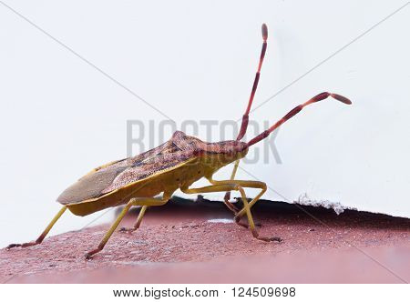 Gonocerus acuteangulatus on a red brick wall