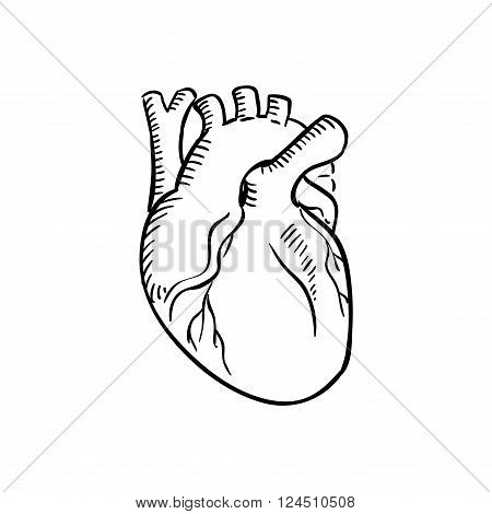 Human heart outline sketch. Isolated anatomical detailed organ of human circulatory system for healthcare, cardiology, anatomy or another medicine theme design