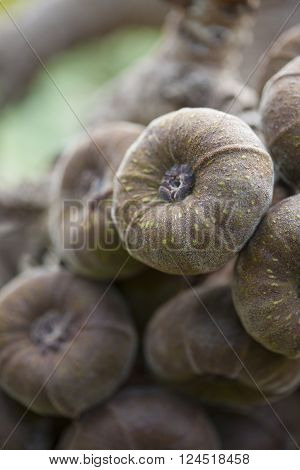Large Flat Rounded Fruit Of Ficus Auriculata