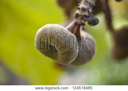 Large Flat Rounded Fruit Of Ficus Auriculata